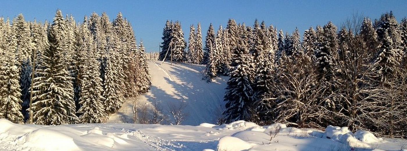 Лесной фонд Кировской области под контролем цифровых технологий